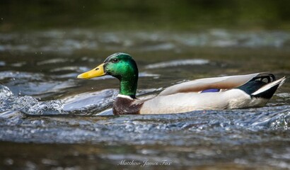 Poster - Male mallard duck swimming effortlessly along a tranquil river