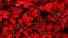 A Closeup Of The Blossomed Beautiful Seamless Red Poinsettia Flowers Created With Generative AI Technology.