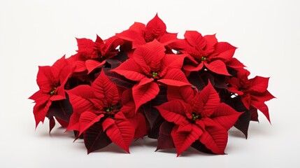 Wall Mural - A closeup of the blossomed beautiful red poinsettia flowers created with Generative AI technology.