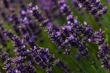 Fototapeta  - Closeup of a field of lavender flowers
