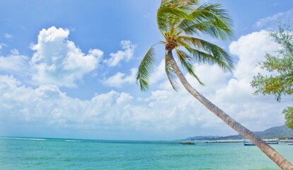 Sticker - Landscape of palm trees vibrating on the beach by turquoise sea water and cloudy blue sky