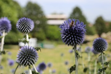 Sticker - Closeup of blue globe-thistles and a honey bee.