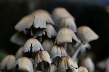 Canvas Print - Closeup of a cluster of toadstools in various sizes