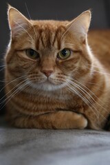 Poster - Portrait of a fluffy ginger cat in a cozy position on a plush cushion