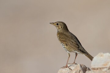 Poster - Selective focus shot of song thrush (Turdus philomelos) perched on a rock