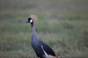 Canvas Print - a gray bird with a long orange hair standing in grass