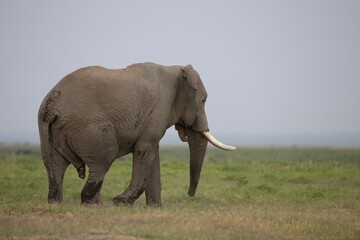 Poster - African elephants walking in a grassy landscape