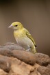 Beautiful yellow Little weaver bird perched atop a rocky outcrop