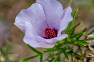 Wall Mural - closeup of an alyogyne hakeifolia flower