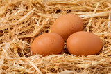 Fototapeta Kuchnia - Fresh brown chicken eggs in nest of straw. Organic, cage-free and free-range poultry farming concept. 