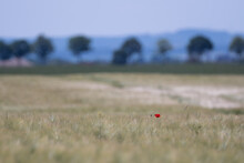 A Single Red Poppy In The Field.