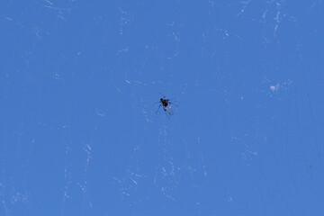 fly caught in spider web.