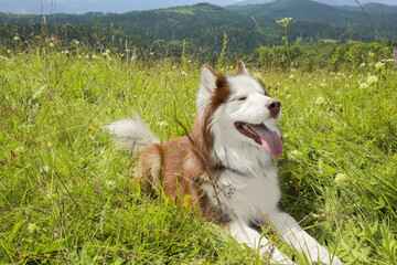 Wall Mural - Cute Husky dog in meadow on summer day