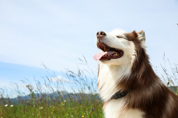 Wall Mural - Cute Husky dog in meadow on summer day, closeup