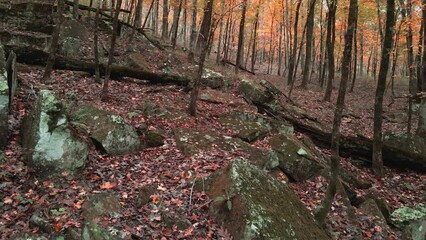 Wall Mural - Tranquil dark and moody autumn forest with mossy green rocks and golden yellow leaves 