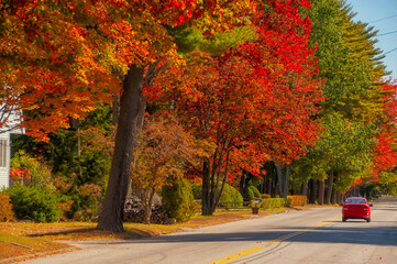 street with bright red trees in autumn and a red car on the road. warm sunny colorful day. usa. main