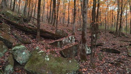 Wall Mural - Moody autumn forest with green mossy rocks and golden yellow leaves on fall colored trees in Arkansas