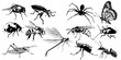 Insects and bugs vector set