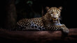 Leopard lay down in the darkness to rest and relax. A leopard (Panthera pardus) rest in a tree