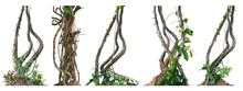 Big Set Forest Tree Trunks With Climbing Vines Twisted Liana Plant And Green Leaves  Isolated On White Background, Clipping Path Included.