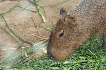 Sticker - Close up head The Capybara giant rat is cute animal in garden