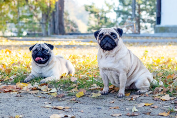 Wall Mural - Two funny pugs sitting in an autumn park on fallen leaves