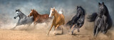 Fototapeta Konie - Horses galloping in dust