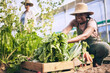 © Charlize Davids/peopleimages.com - Spinach, vegetables in box and green, black woman farming and sustainability with harvest and agro business. Agriculture, gardening and farmer person with fresh product and nutrition for wellness