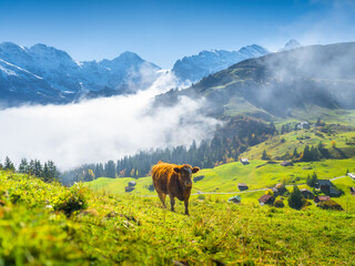 Poster - Typical Swiss landscape. A cow grazing in a meadow. View of a sunny valley with lush grass. A cow in a pasture on a sunny day. Agriculture in Switzerland.