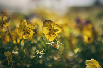 Wall Mural - Closeup flowers, outdoor field and landscape for growth, beauty and nature in summer with blurred background. Plants, leaves and spring with sustainability, garden and eco friendly for environment