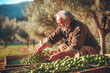 Senior man picking green olives in olive grove on sunny day. selective focus. 