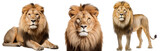 Fototapeta  - Collection of three male lions (portrait, standing, lying), animal bundle isolated on a white background as transparent PNG