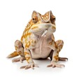 © Kartika - Chameleon standing isolated on white background