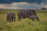 Fototapeta Sawanna - Elefanten in Serengeti. Safari.