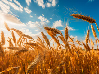 wheat field and sky