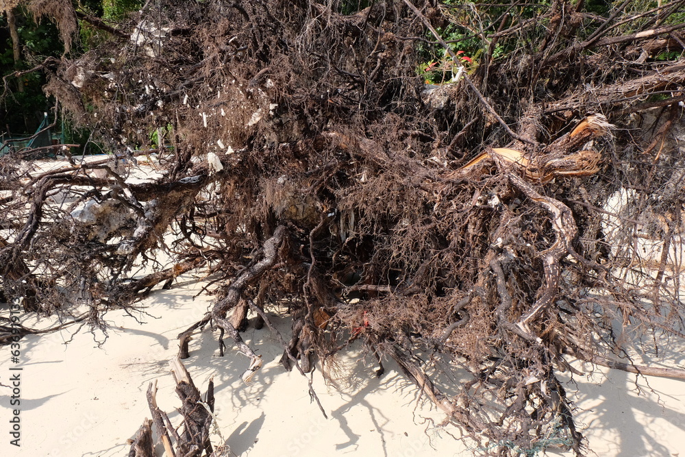 Dead Roots Texture Dead and dry tree roots on the beach look like sculptures of art. Stock ...