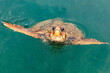 Wasserschildkröte  caretta caretta