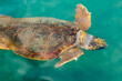 Wasserschildkröte  caretta caretta