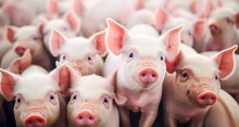 Ecological Pigs And Piglets At The Domestic Farm, Pigs At Factory, Digital Ai