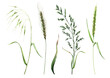 Pampas plants. Set of isolated elements cereal ears, meadow plants, autumn herbs, spikelets, cereals, dry foliage. Hand drawn watercolor illustration clip-art on white background for cards, print.