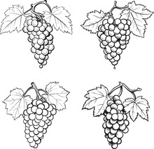 Grapes Vine Vector Black Artistic Illustrations Pack