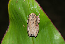 A Beautiful Painted Reed Frog, Or Marbled Reed Frog (Hyperolius Marmoratus) On A Leaf On A Cold Winter's Evening