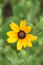 Beautiful Close Up Of A Black Eyed Susan Flower