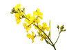 Rapeseed flower. isolated object, transparent background