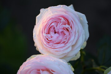 Wall Mural - Pierre de Ronsard rose flower closeup, Eden Rose pink pastel rose flower, rose background, floral background.