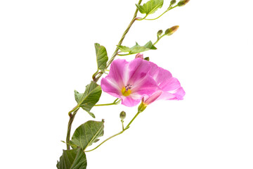 Sticker - pink bindweed isolated