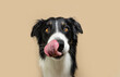 Portrait botder collie dog licking irs lips with tongue, Isolated on beige background, autumn season.