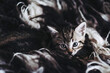 Portrait d'un adorable petit chaton rayé tigré aux yeux bleus sur le canapé en fourrure