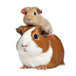 guinea pig mom and baby guinea pig isolated on transparent background cutout , generative ai