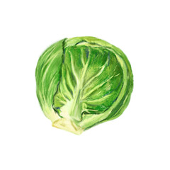 Wall Mural - Isolated raw Brussel Sprout in digital painting illustration
